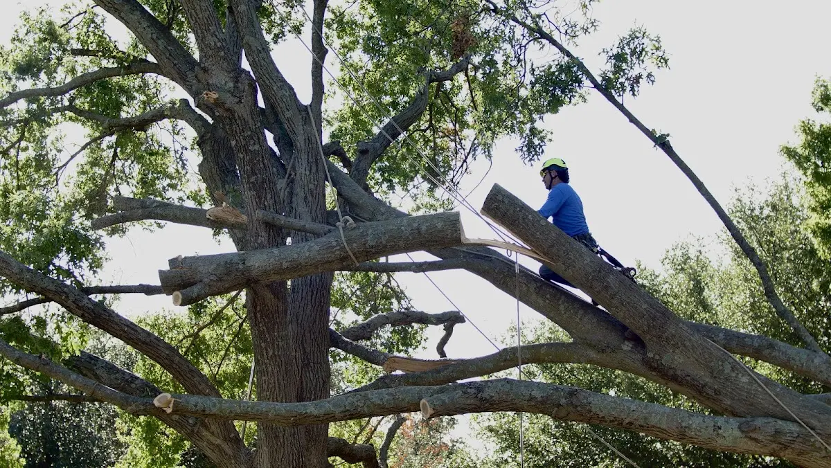 Professional Crown Thinning performed by certified arborists in Flora